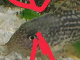 Corys with white shine and black hoppers
