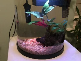 My betta’s fins are slowly thinning...