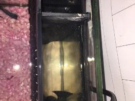 wound on betta? not sure whats wrong?