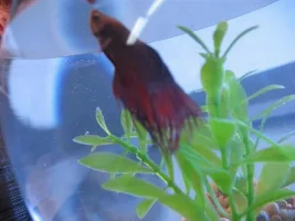 Betta Acting Weird After Water Change