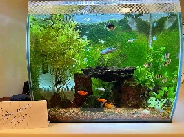 Vote Now! - September 2022 Tank of the Month Contest (16 US Gal & Smaller)