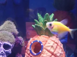 Why is my glofish tetra being attacked by another?