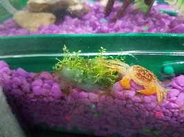 Red clawed crab molted?