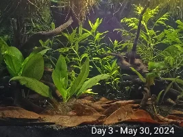 5 gallon riparian tank: post-first week comparisons!