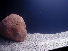 What Do You Think