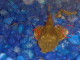 Pleco Have White Pimples On His Right Fin And Tain
