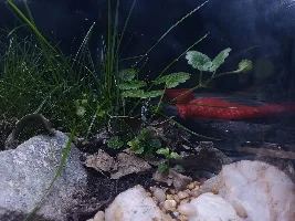10 Gallon Terrarium