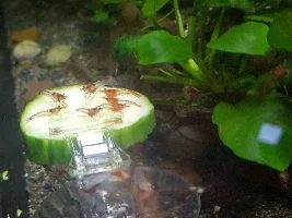 Restoration Tank