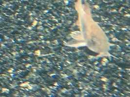can you help me identify my corydoras.