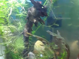 Monster in my tank???