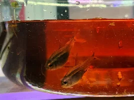 Hemigrammus Erythrozonus Spawning Journal