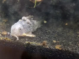 Need Help With Cory Catfish That's In Poor Shape