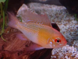 My ramirezi again!