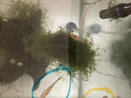 Female guppy not improving despite treatment