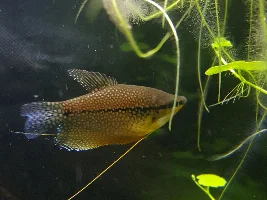 Pearl gourami issues