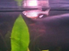 Sick Zebra Danio - Bloated Or Fat?