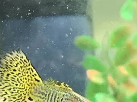 Please help - poorly guppy