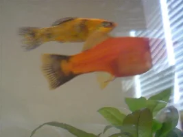 Is My Swordtail Pregnant?