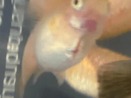 Pregnant Guppies?