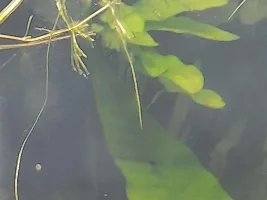 55g(220l) Planted Aquarium