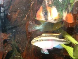 my fishy pics