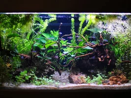 40 gallon / 155liters - silent cycle - green or red? Stocking suggestions please!