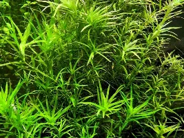 Got any pictures of your cold-water plants?