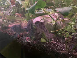 white sand on cories or ich??