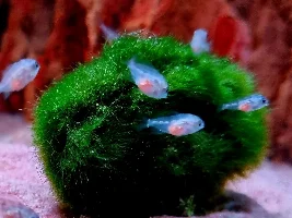 GBR fry photos!