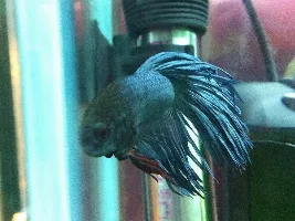 Betta's Fins Kind Of Curled?