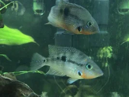 Gender fire mouth cichlids