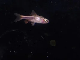 I purchased an injured Cherry Barb