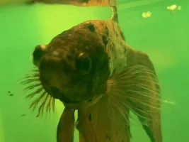 Black warts on Betta help!