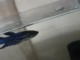Is my betta sick?