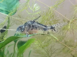 Is my cory sick?