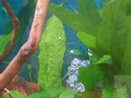 Eggs or something else?