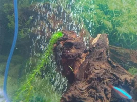 What plecs are these??