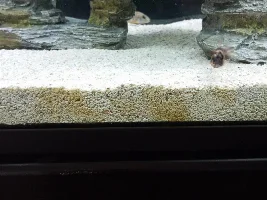 Aquarium sand