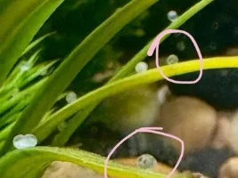 Gold Fish Eggs