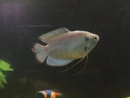 New here and new to fish: Any ideas?