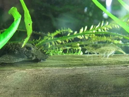 I recently saw a picture of a reticulated Hillstream, and a Cherry shrimp together...