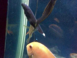 My Fish