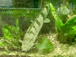 Bichir going wild