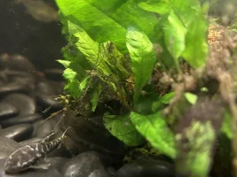 FOB ( fresh out of the bag ) Zebra Oto’s