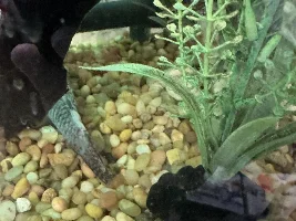 Bristlenose, Panda Cory and Sterbai Cory have white patches on face and body