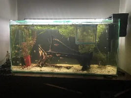 148.6L (39.2 gallon) aquarium journal