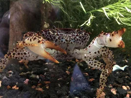 Panther crab