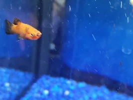 Sick fish need help