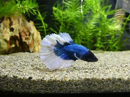 Share your bettas