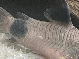 White lump on Panda Cory